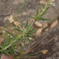 Polycarpaea corymbosa (L.) Lam.